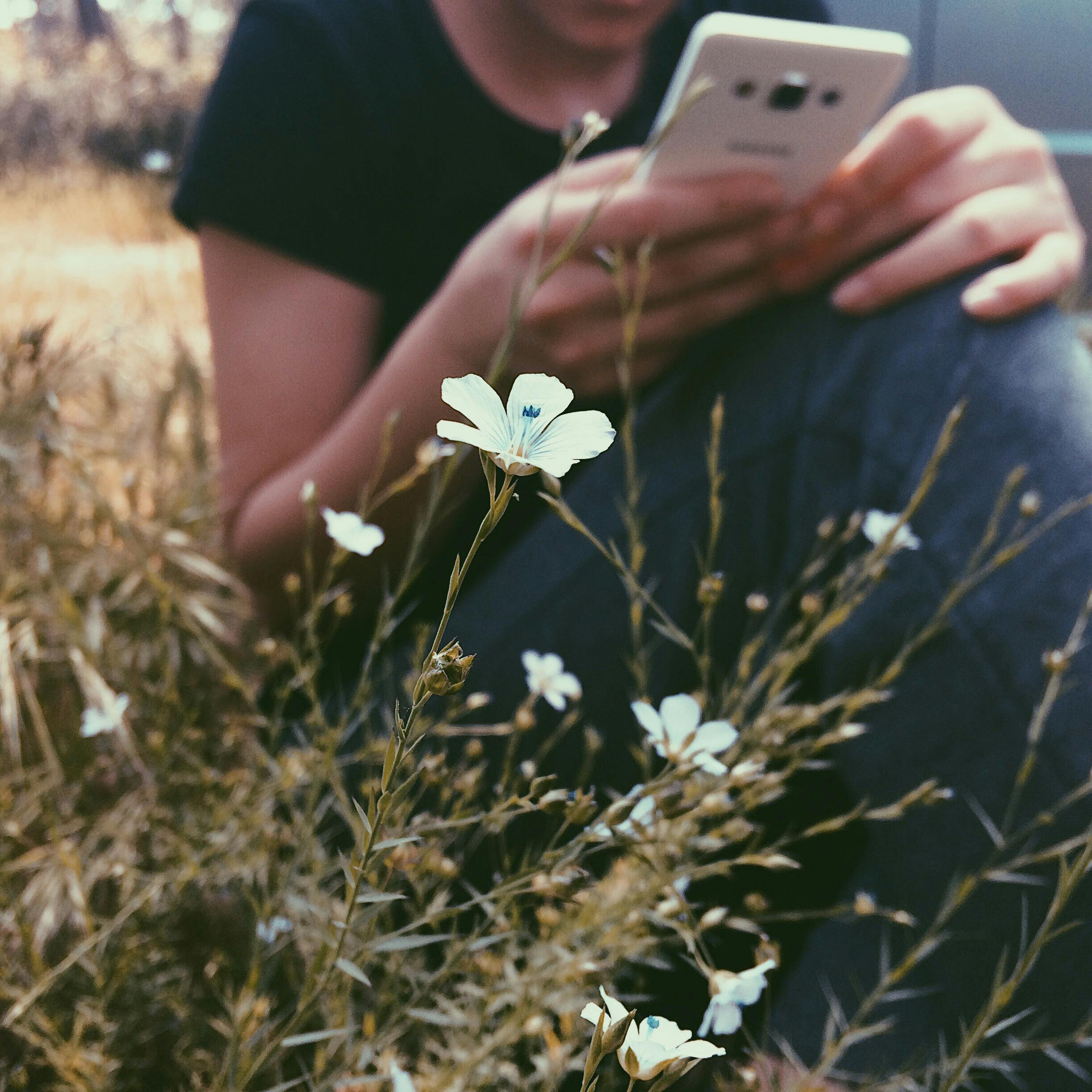 A person using a smartphone while sitting outdoors surrounded by wildflowers, in a warm and serene setting.